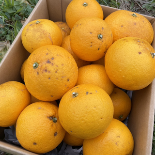 紀の川雑草レモン農園Plusの自然栽培 甘夏5㎏~(農薬・化学肥料・除草剤未使用)