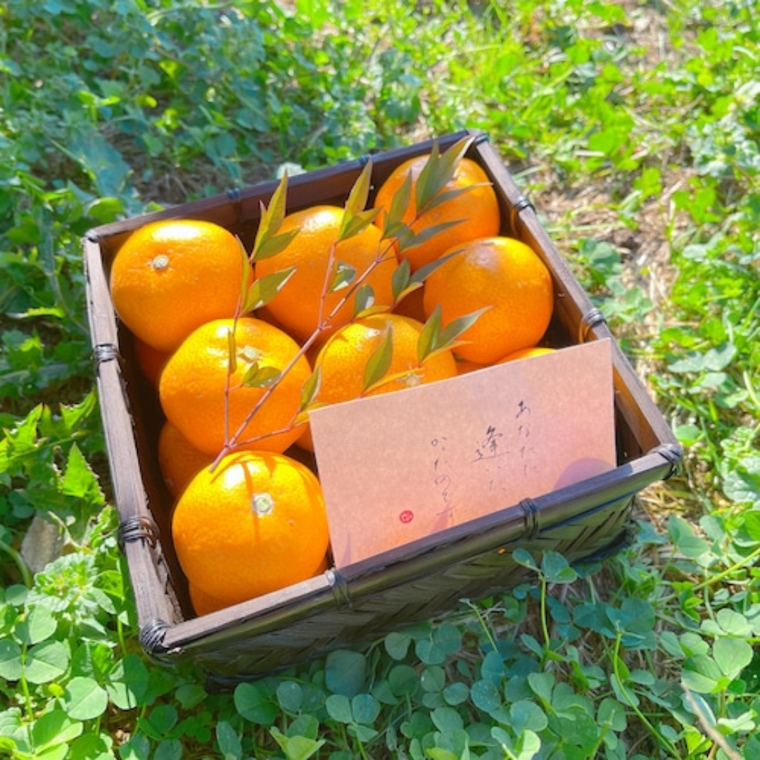 予約商品】【贈答用・黒籠】佐康園の頑固みかん（2Sサイズ） 1kg