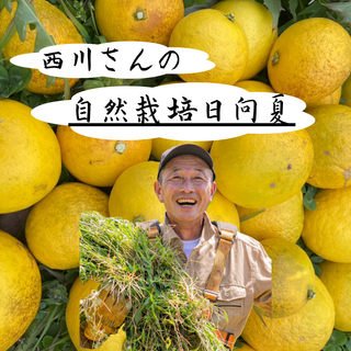 紀の川雑草レモン農園Plusの自然栽培 日向夏1.6㎏~(無農薬・無肥料・無除草剤)
