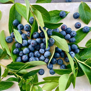 cog-lab農園の国産ブルーベリー(冷凍)500g~