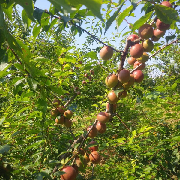 あかね色のシロップができる!和歌山みなべのレア梅「露茜」1kg~