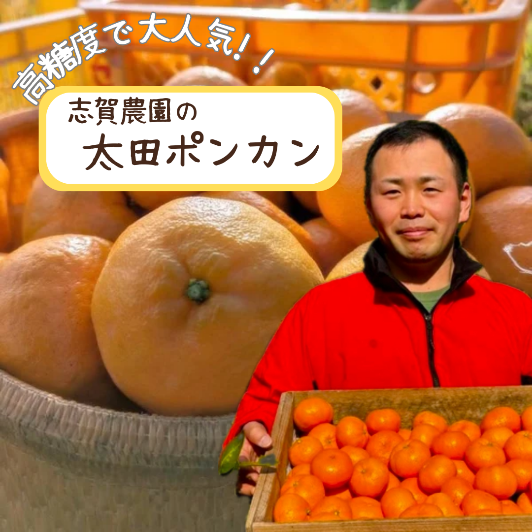 和歌山名物】蔵で熟成！志賀農園の太田ポンカン3kg~ | 5STAR MARCHE