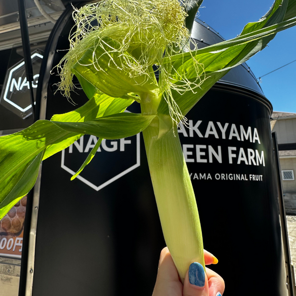 【予約販売】なかやまGreenFarm の若採れバニラコーン ヤングコーン (15本入)