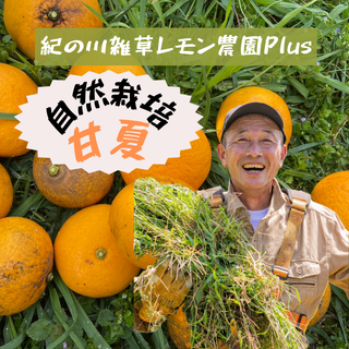 紀の川雑草レモン農園Plusの自然栽培 甘夏5㎏~(農薬・化学肥料・除草剤未使用)