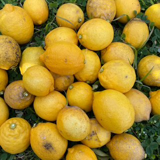 紀の川雑草レモン農園Plusの自然栽培レモン2kg~