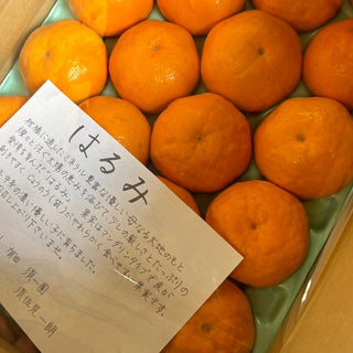 【予約】選べる秀品!イチローさんの完熟はるみ 4.2kg