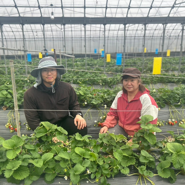 選べる組み合わせ!和歌山のいちご2パック (まりひめ・ゆめのか)