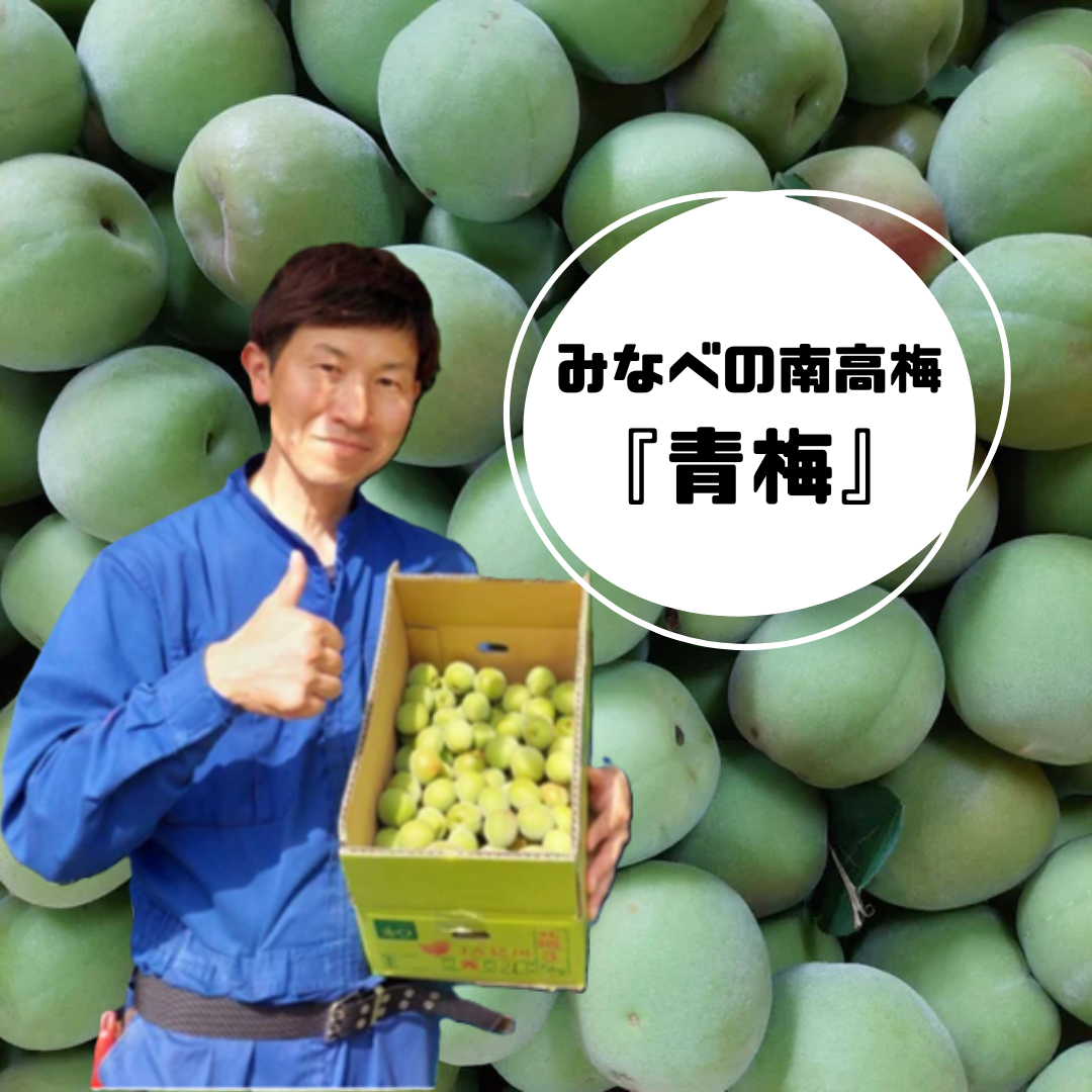 梅酒づくりに!】梅エキスたっぷりの肉厚の紀州南高梅「青梅」 2kg 梅酒づくりに!】梅エキスたっぷりの肉厚の紀州南高梅「青梅」 2kg