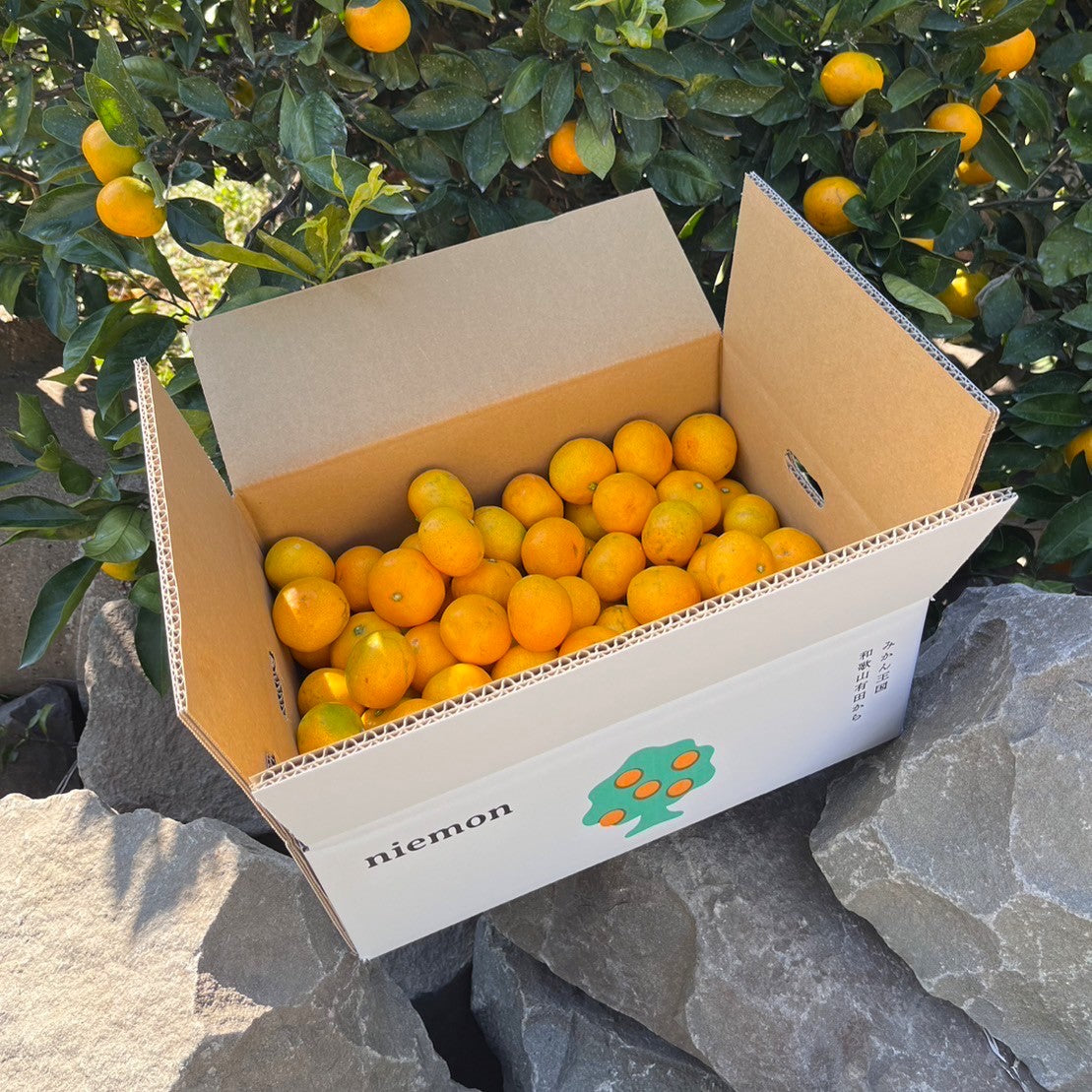 有田みかん】お徳用こつぶサイズ！niemon農園「日南早生」3kg