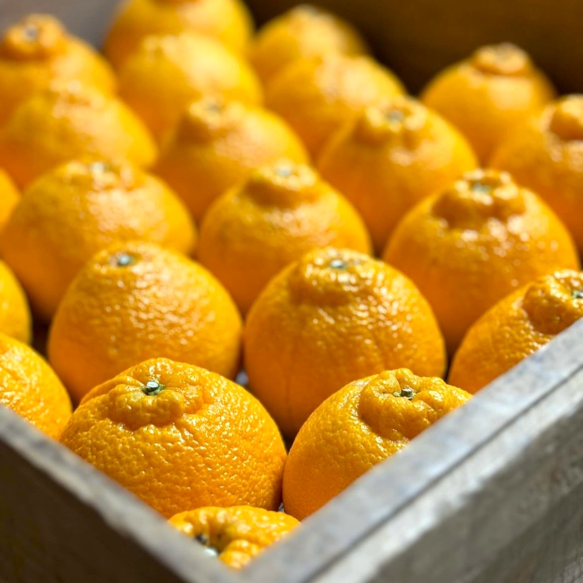 和歌山産】IDO CITRUS FARMしらぬい15～18玉（5kg）入り | 5STAR MARCHE
