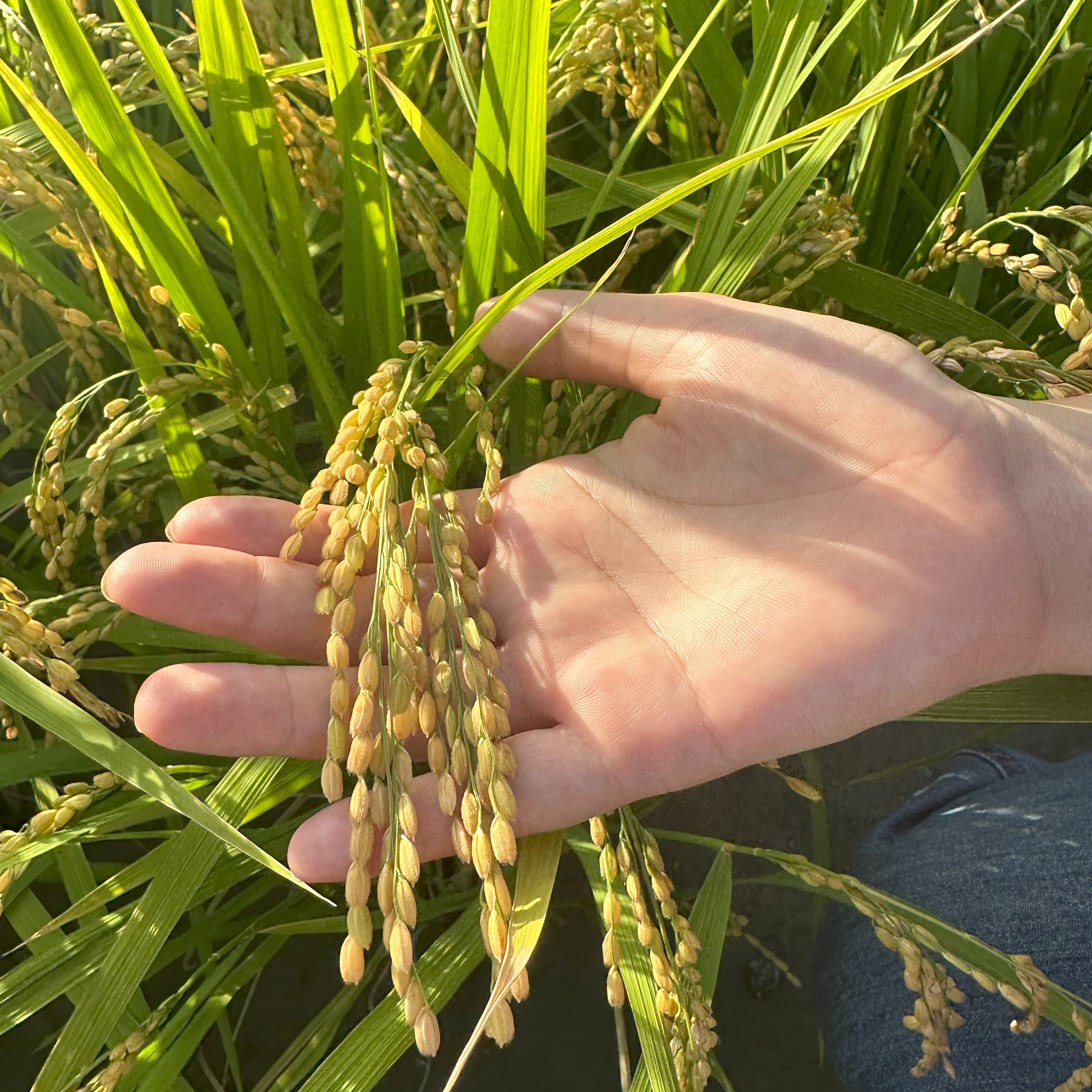自然栽培】化学肥料と農薬未使用のお米2kg～　5STAR　MARCHE