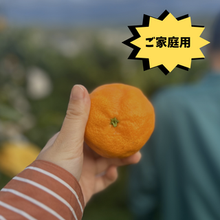 ご家庭用!初夏のみかん「南津海(なつみ)」イチローさんの完熟シリーズ 4.7kg