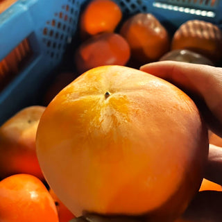 戸田農園のご家庭用 富有柿 (1kg/3kg/5kg)