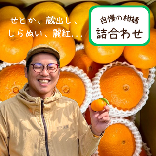 【予約注文】人気晩柑詰め合わせセット3kg