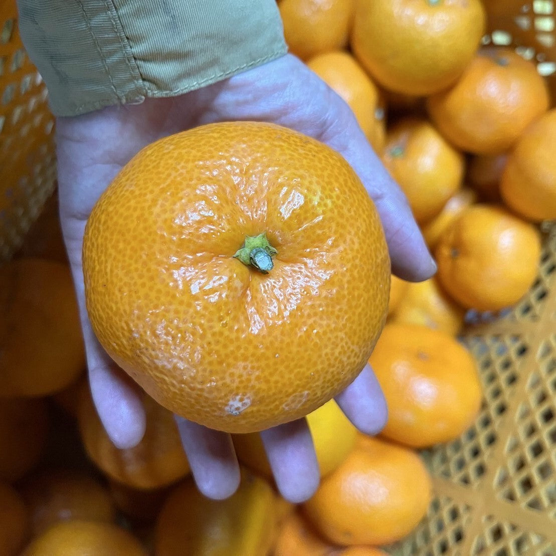 和歌山産】ご家庭用 有田みかん（2.5kg～）｜niemon農園 | 5STAR MARCHE