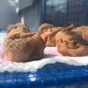 紀州南高梅「完熟梅」 5kg~