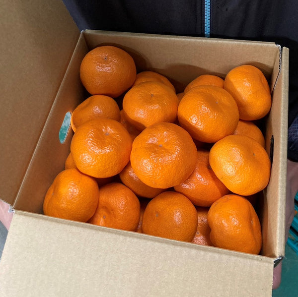 【予約商品】前山農園の蔵出しみかん3kg