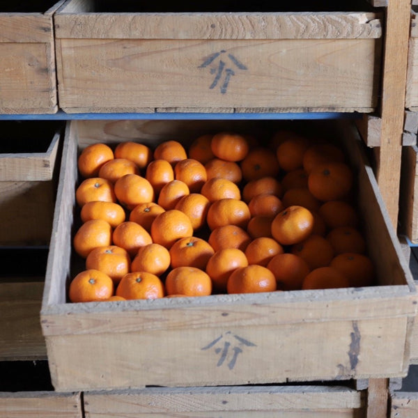 【予約商品】前山農園の蔵出しみかん3kg