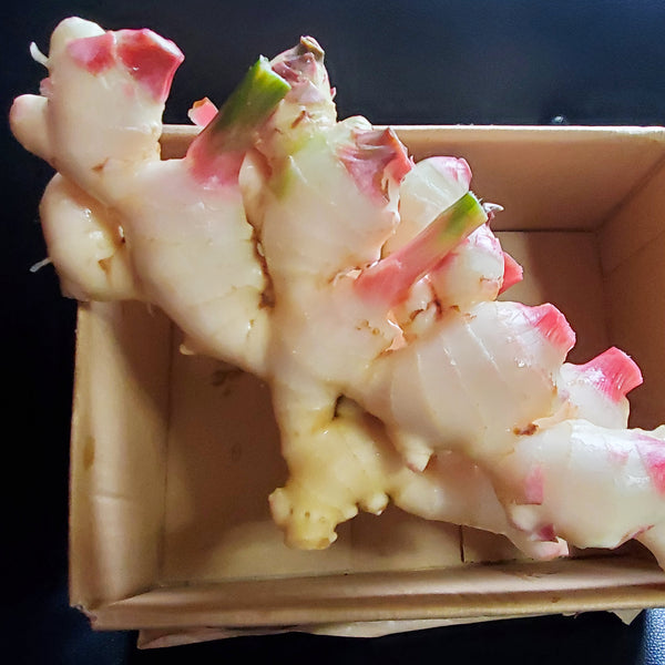 安田さんの農薬未使用新生姜1kg