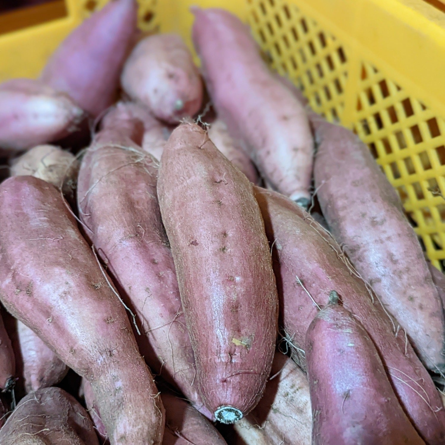 超熟成安納芋 - 野菜