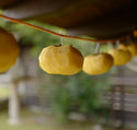 はじめての干し柿作りセット