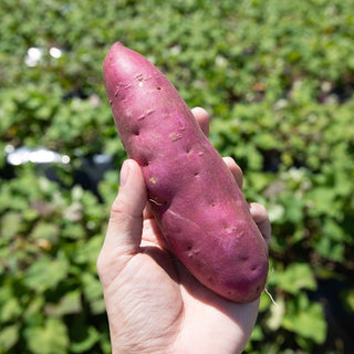 和歌山の名産「紀州金時」2kg~