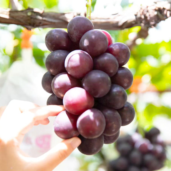 【予約販売 お盆明け~順次発送】 「藤稔」大粒ぶどう1kg (2,3房)~