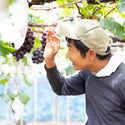 【予約販売 お盆明け~順次発送】 「藤稔」大粒ぶどう1kg (2,3房)~