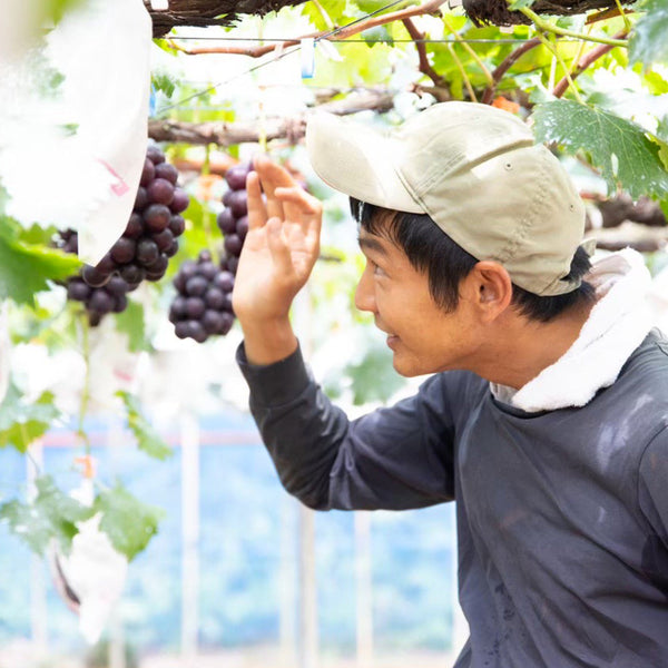 【予約販売 お盆明け~順次発送】 「藤稔」大粒ぶどう1kg (2,3房)~