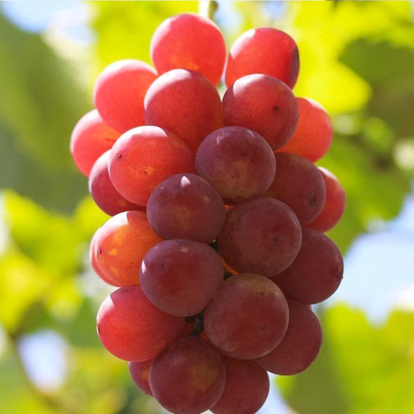 【数量限定の予約商品】ぶどう食べくらべ(藤稔、紅伊豆)各1房