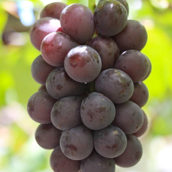 【数量限定の予約商品】ぶどう食べくらべ(藤稔、紅伊豆)各1房