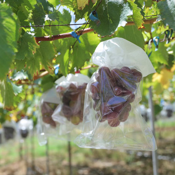 【予約販売】巨峰村のおいしい種なし巨峰 2kg