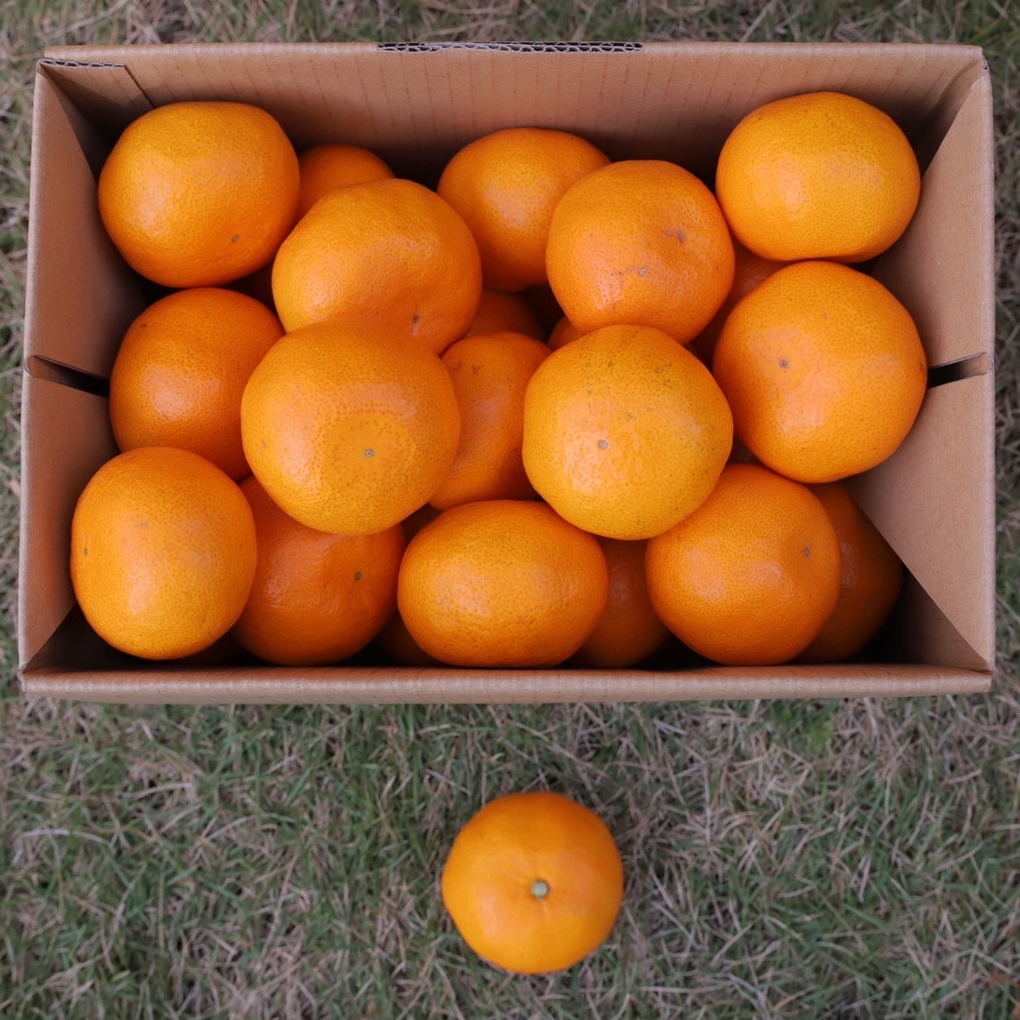 mikan_xs_01.png?v=1762909044