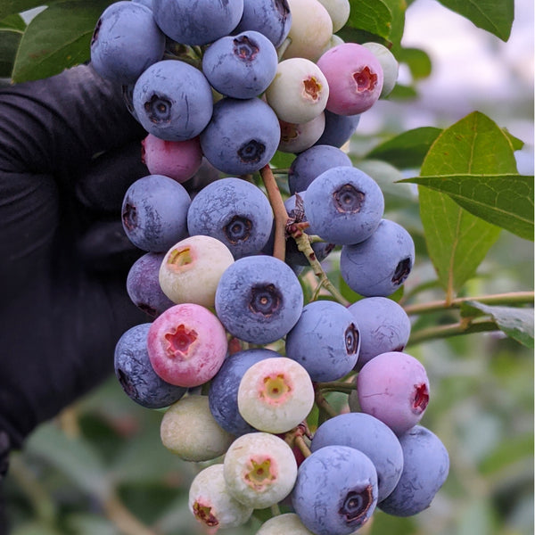 生ブルーベリー 140g×4パック