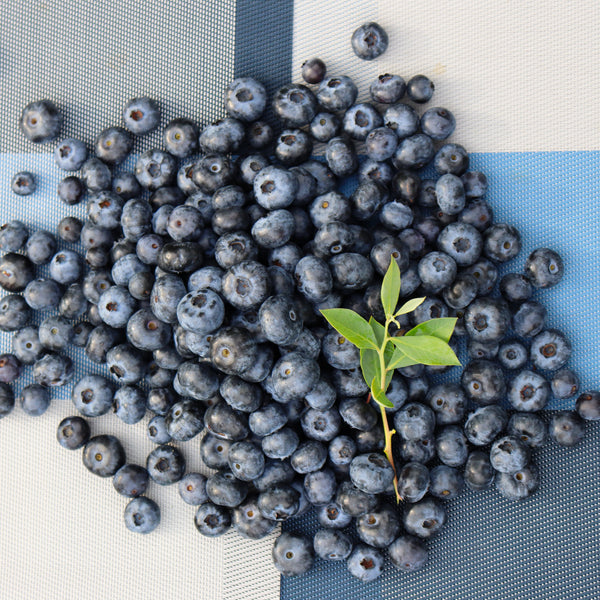 生ブルーベリー 140g×4パック