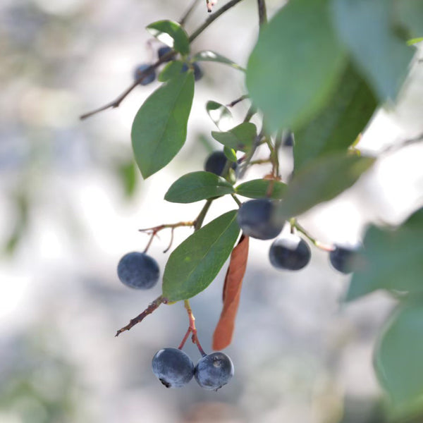 生ブルーベリー 140g×4パック