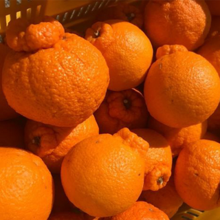 森隆農園の「完熟」不知火(しらぬい)2.5kg