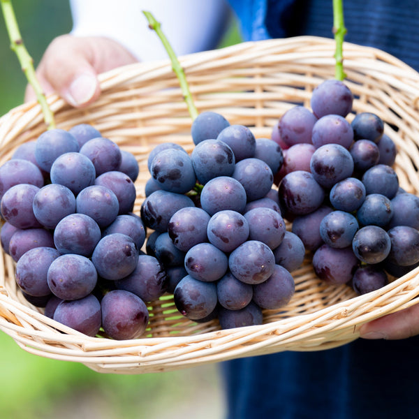 【8月6日頃から発送開始】梅田農園の朝採れコク甘「種なし巨峰」