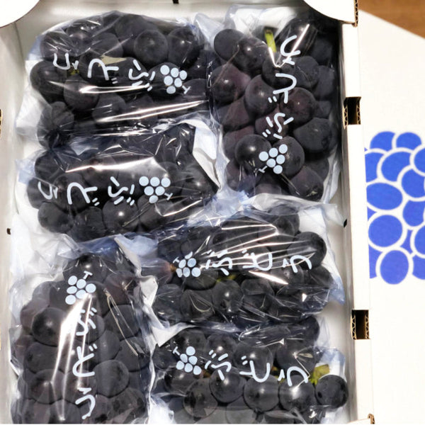 【8月6日頃から発送開始】梅田農園の朝採れコク甘「種なし巨峰」