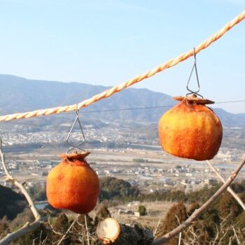 はじめての干し柿作りセット