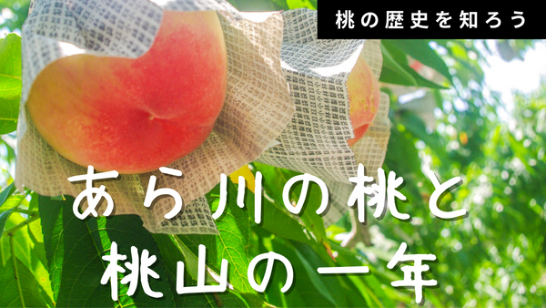 桃の歴史を知ろう｜あら川の桃と桃山の一年