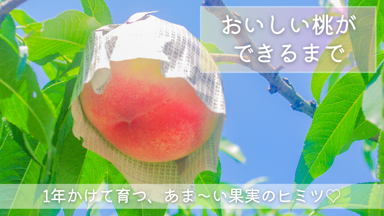 【桃の育て方】畑から食卓まで｜あま〜い桃ができるまでのヒミツ