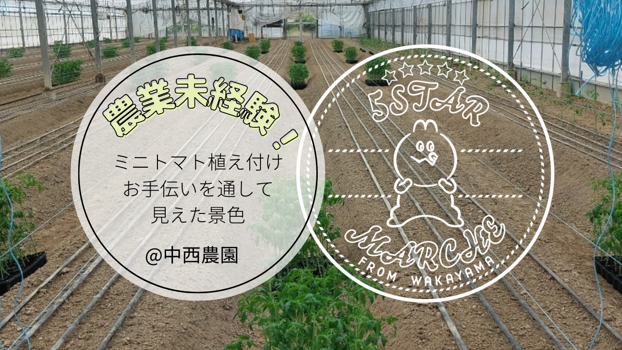 農業未経験！ミニトマト植え付けのお手伝いを通して見えた景色〜海南市・中西農園〜