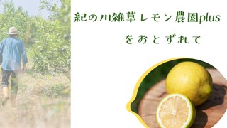 紀の川雑草レモン農園plus