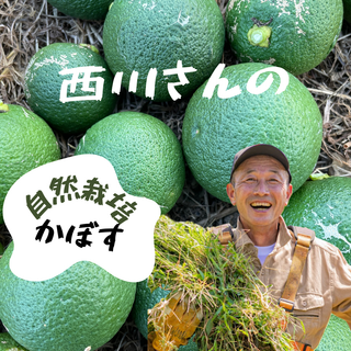 紀の川雑草レモン農園Plusの自然栽培かぼす2㎏～（農薬・化学肥料・除草剤未使用）