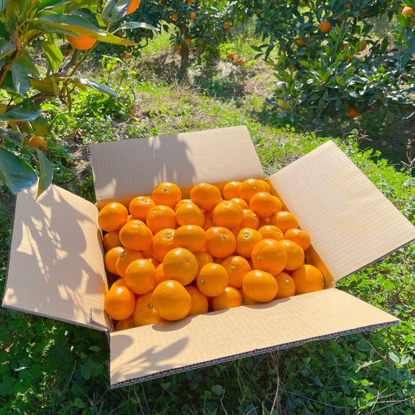 【予約商品】佐康園の頑固みかん「宮川早生」5㎏～