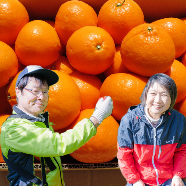 【3月発送】ご家庭用 紀六柑（かんきつ中間母本農6号）3kg～