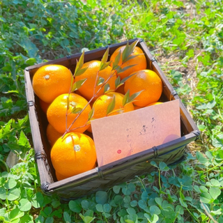 【予約商品】【贈答用・黒籠】佐康園の頑固みかん（2Sサイズ）　1kg