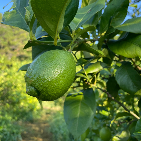 紀の川雑草レモン農園Plusの自然栽培グリーンレモン2㎏～（農薬・化学肥料・除草剤未使用）