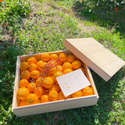 【予約商品】【贈答用・木箱】佐康園の頑固みかん（Mサイズ）　5kg